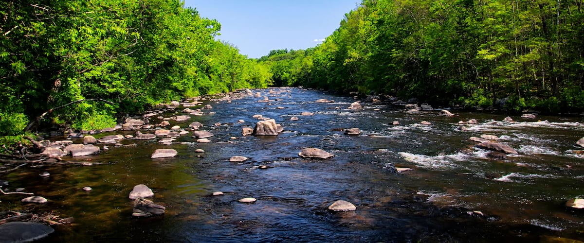 A river with clear water, surrounded by dense green trees.