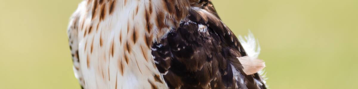 red-tailed hawk closeup