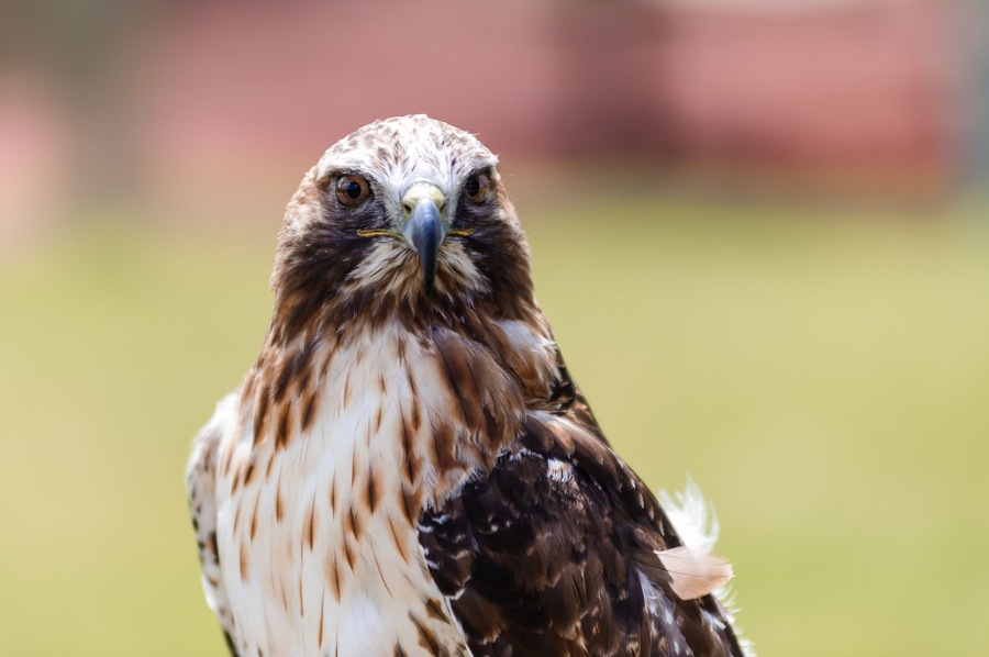 red-tailed hawk closeup