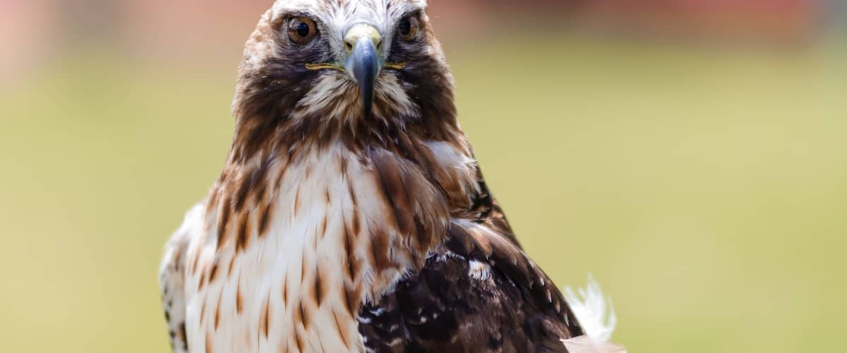 A close-up of a bird of prey with brown and white feathers, a sharp beak, and intense eyes.