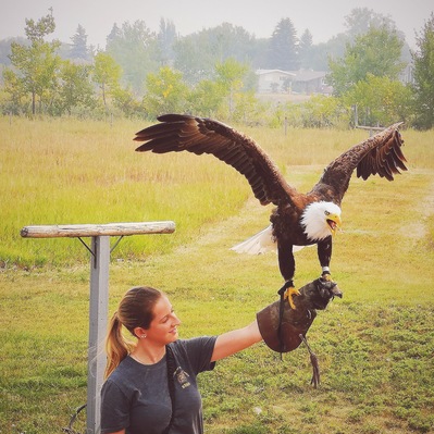 Located 20 minutes from Lethbridge, Birds of Prey is a rehabilitation centre for all sorts of cool winged animals. There are owls, eagles, hawks and more!
#TroverRT