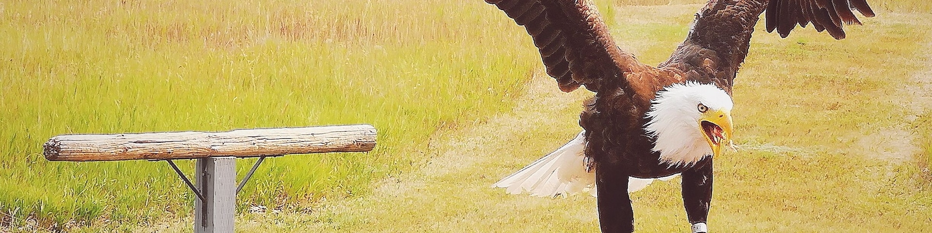 Located 20 minutes from Lethbridge, Birds of Prey is a rehabilitation centre for all sorts of cool winged animals. There are owls, eagles, hawks and more!
#TroverRT