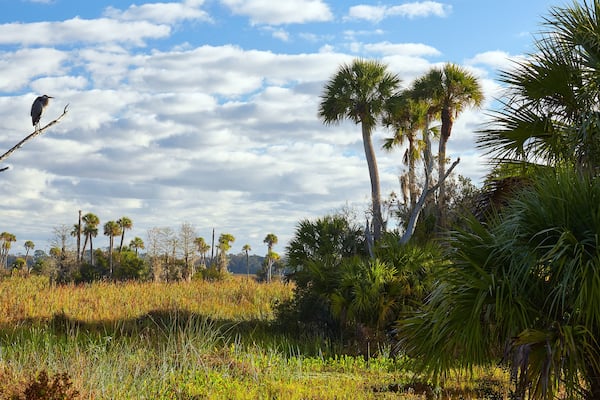 Palm trees and bird at Orlando Wetlands Park in Orange County, Florida