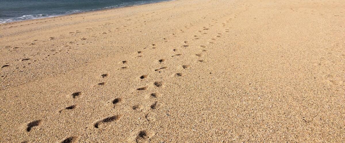 A sandy beach with footprints leading to the water, a clear sky, and a distant cliff.