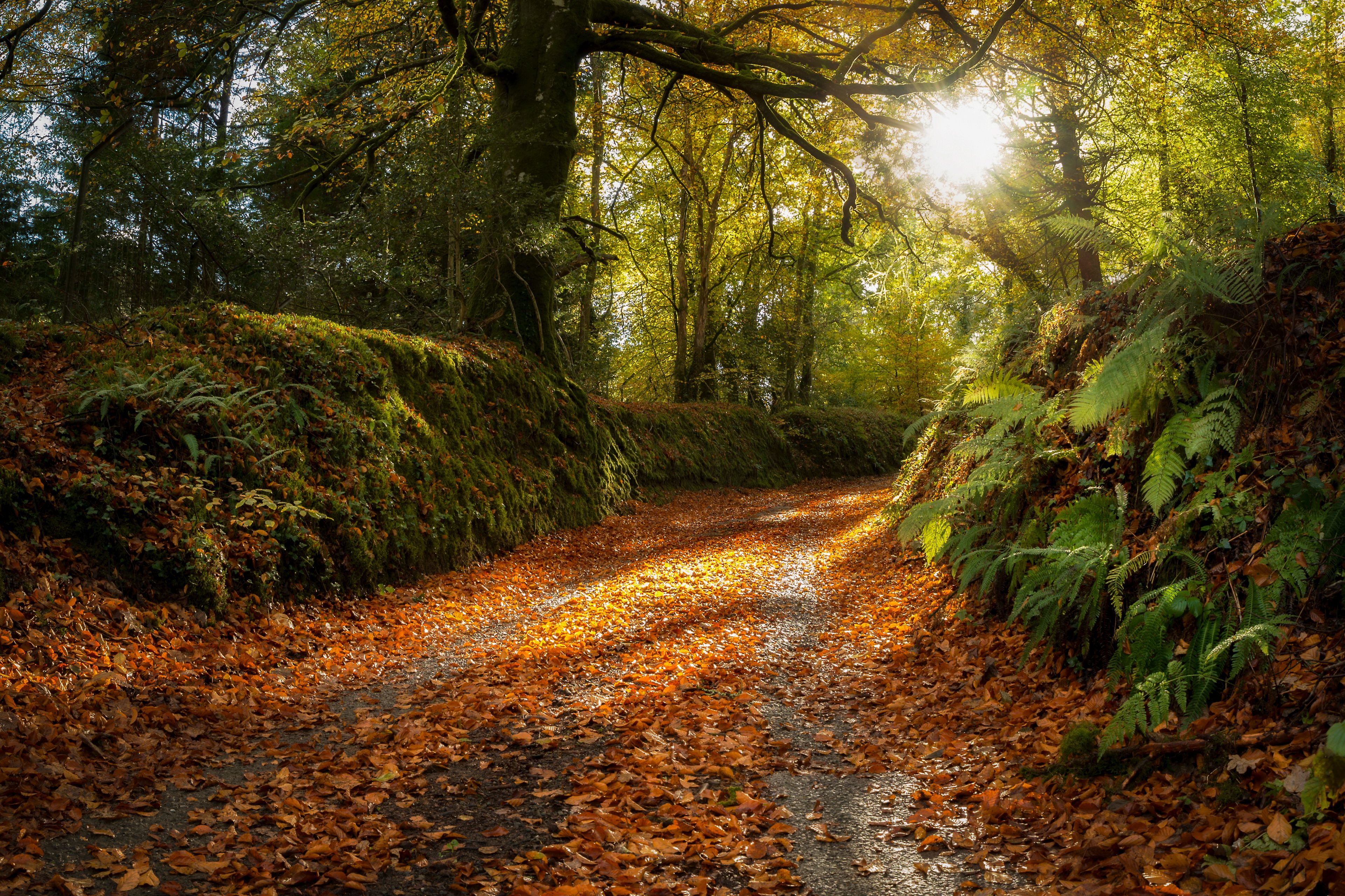 A forest path covered with fallen leaves, surrounded by trees and ferns.
