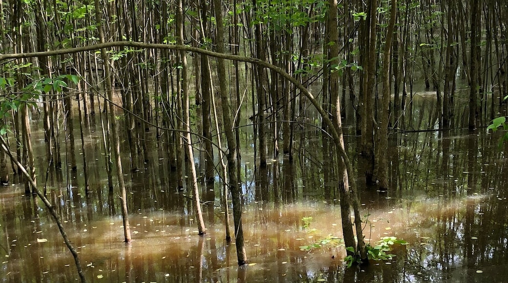 Forney Creek Trailhead. Very well maintained, easy walk in the woods