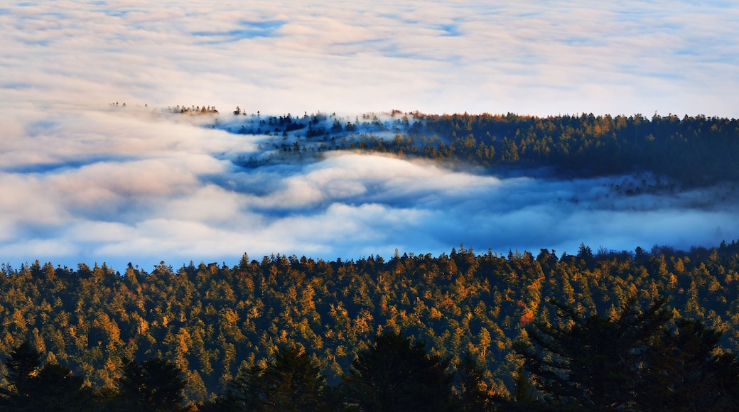 Une chaîne de montagnes boisée, avec une couche de nuages au-dessous de la cime des arbres.