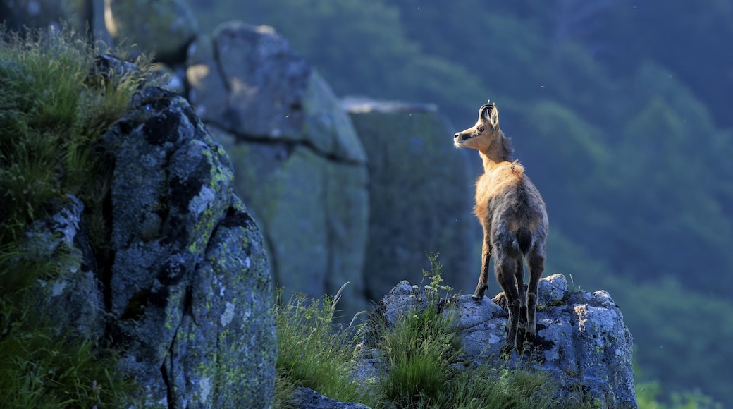 Un kangourou se tient debout sur un rocher, avec un arrière-plan flou de végétation et un ciel dégagé.