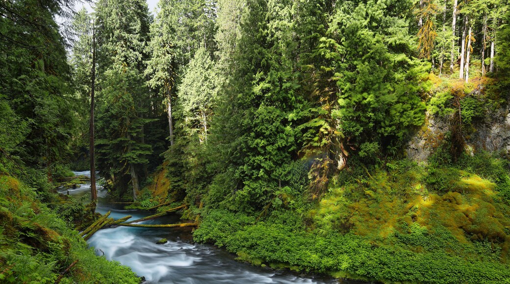 McKenzie River Oregon.