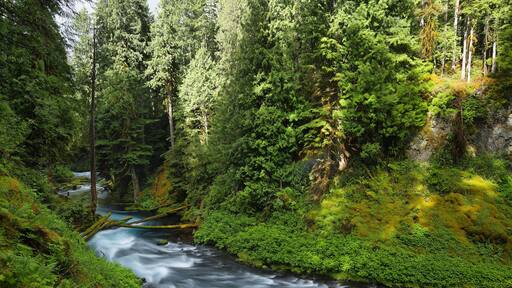 McKenzie River Oregon.