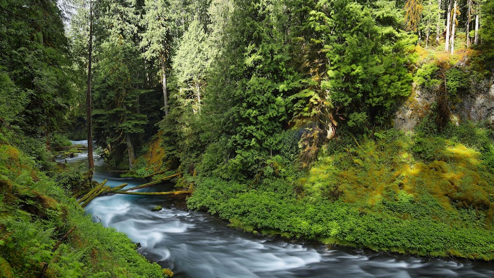McKenzie River Oregon.