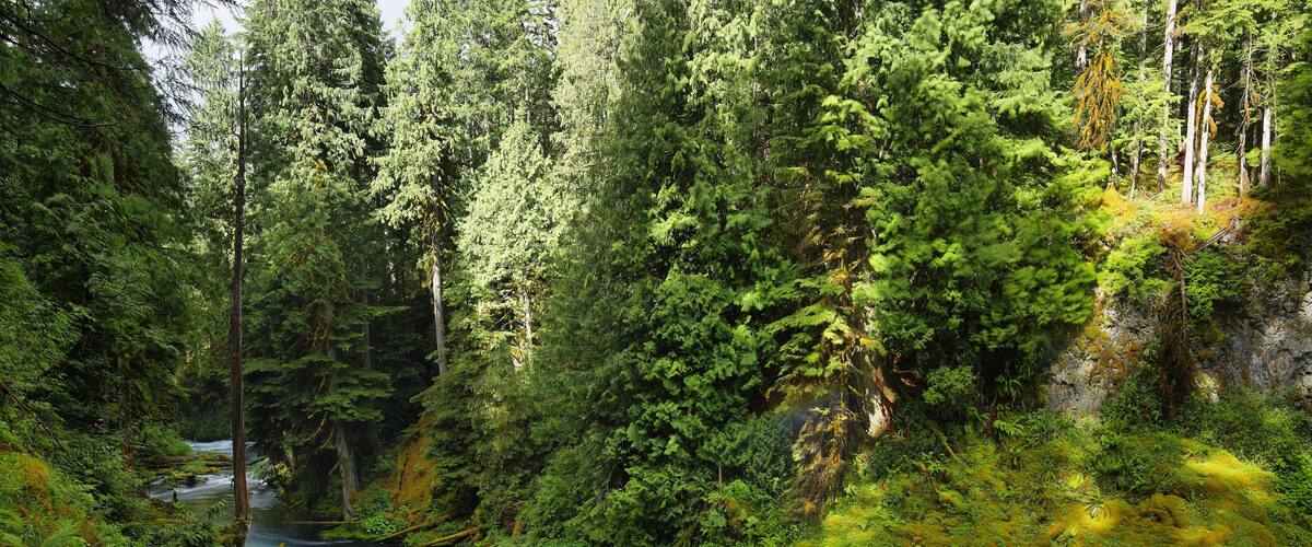 A river flowing through a dense forest with tall trees and lush greenery.