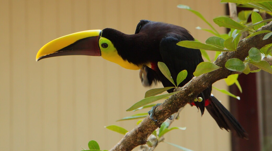 Yellow throated toucan in the garden of restaurant Mi Finca near Limonal in Costa Rica