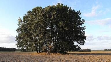 Leetze Steingrab 2, Chambered Tomb in Saxony-Anhalt