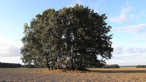 Leetze Steingrab 2, Chambered Tomb in Saxony-Anhalt