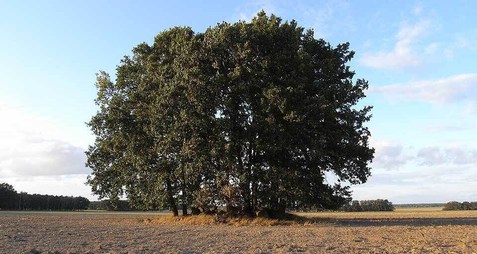 A large tree in a field with a clear sky.