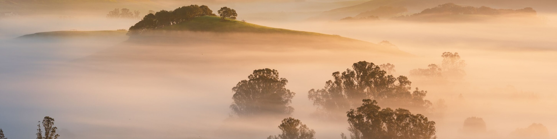 A foggy winter morning in Marin and Sonoma Counties, near Petaluma, California.