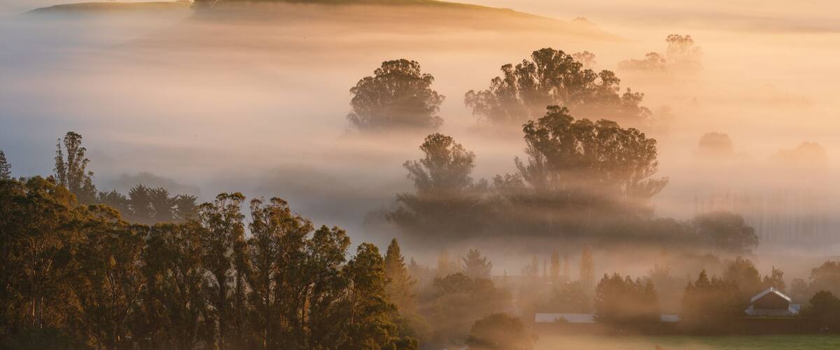 A foggy winter morning in Marin and Sonoma Counties, near Petaluma, California.