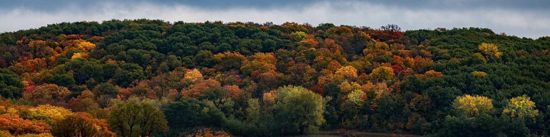 A forested hillside with autumn foliage under a cloudy sky.