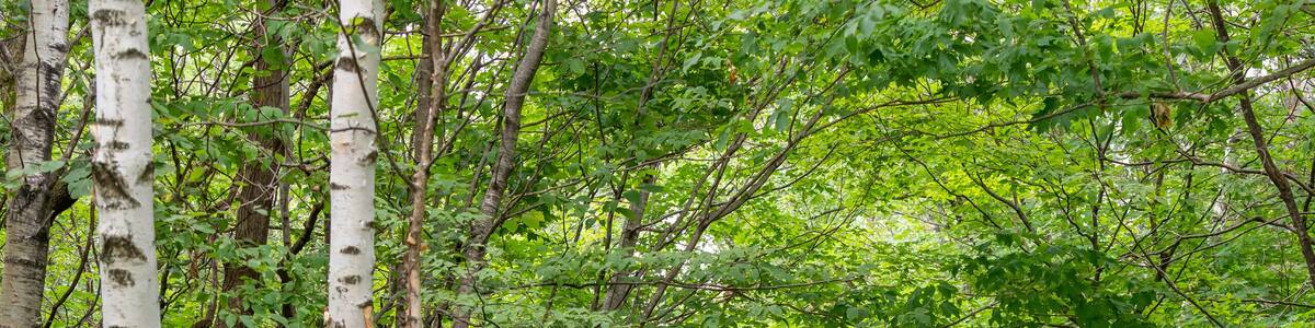 Hiking path in Maplewood State Park in the summer near Pelican Rapids, Minnesota.
