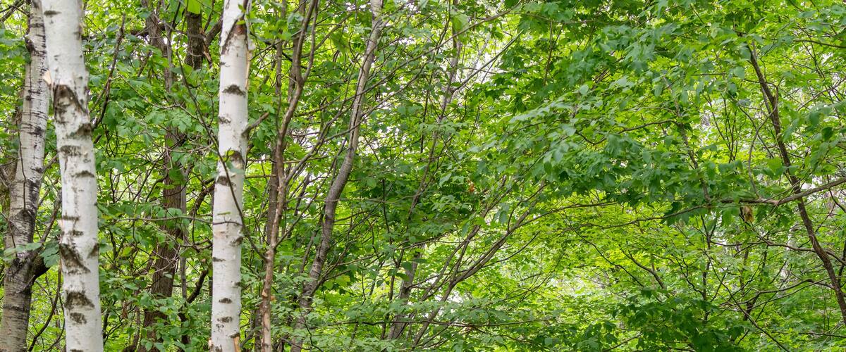 A forest path surrounded by birch trees and dense green foliage.