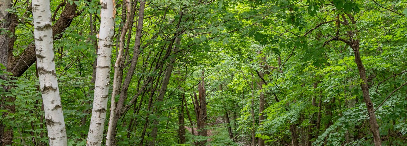 Hiking path in Maplewood State Park in the summer near Pelican Rapids, Minnesota.