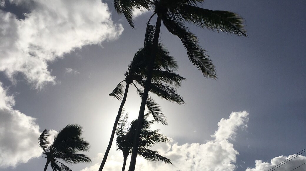Neil S. Blaisdell park in the morning.