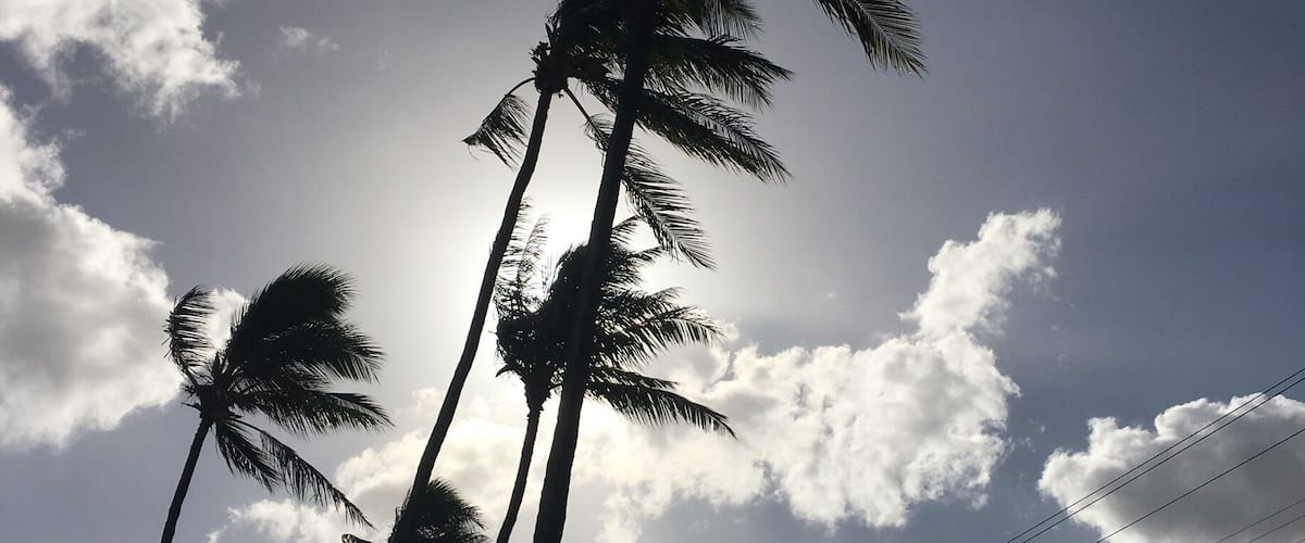 Neil S. Blaisdell park in the morning.