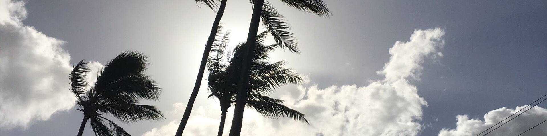 Neil S. Blaisdell park in the morning.