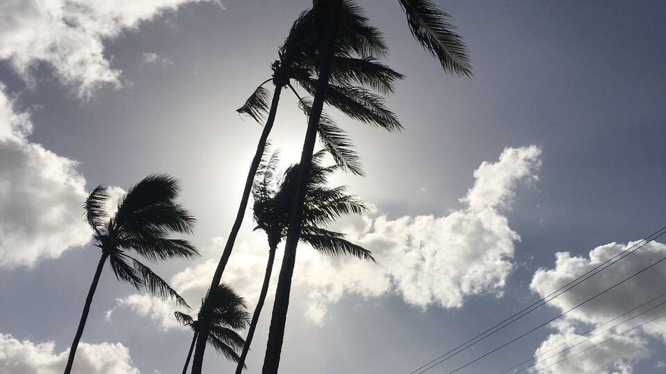 Neil S. Blaisdell park in the morning.
