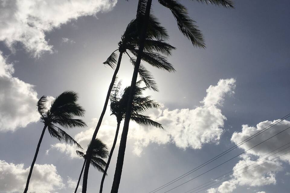 Tall palm trees against a partly cloudy sky.