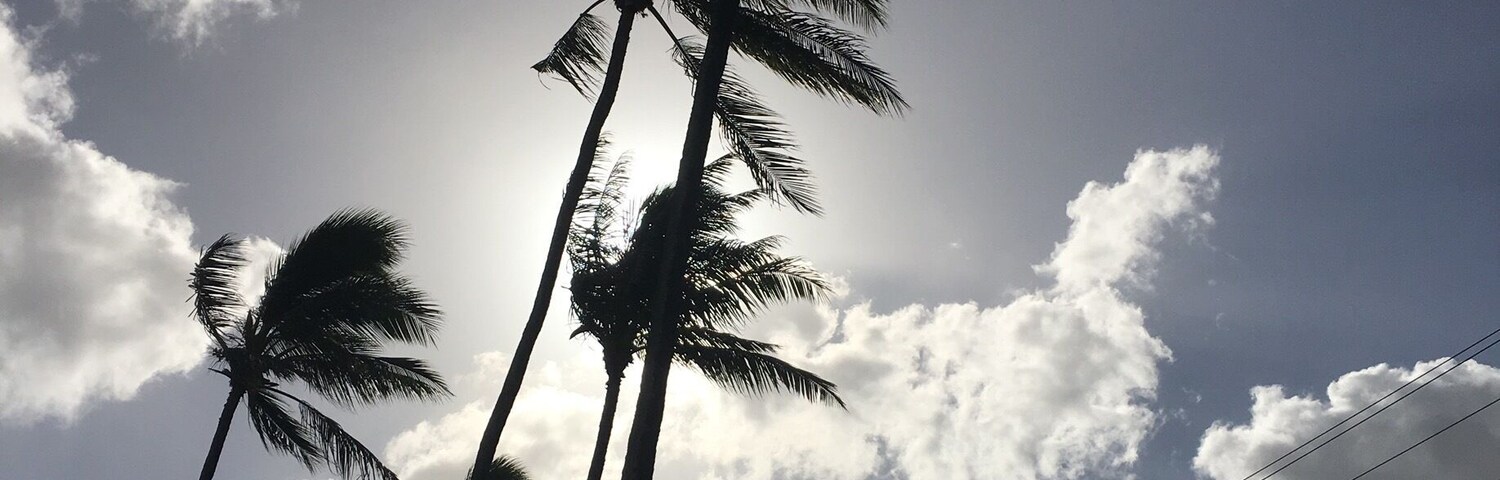 Neil S. Blaisdell park in the morning.