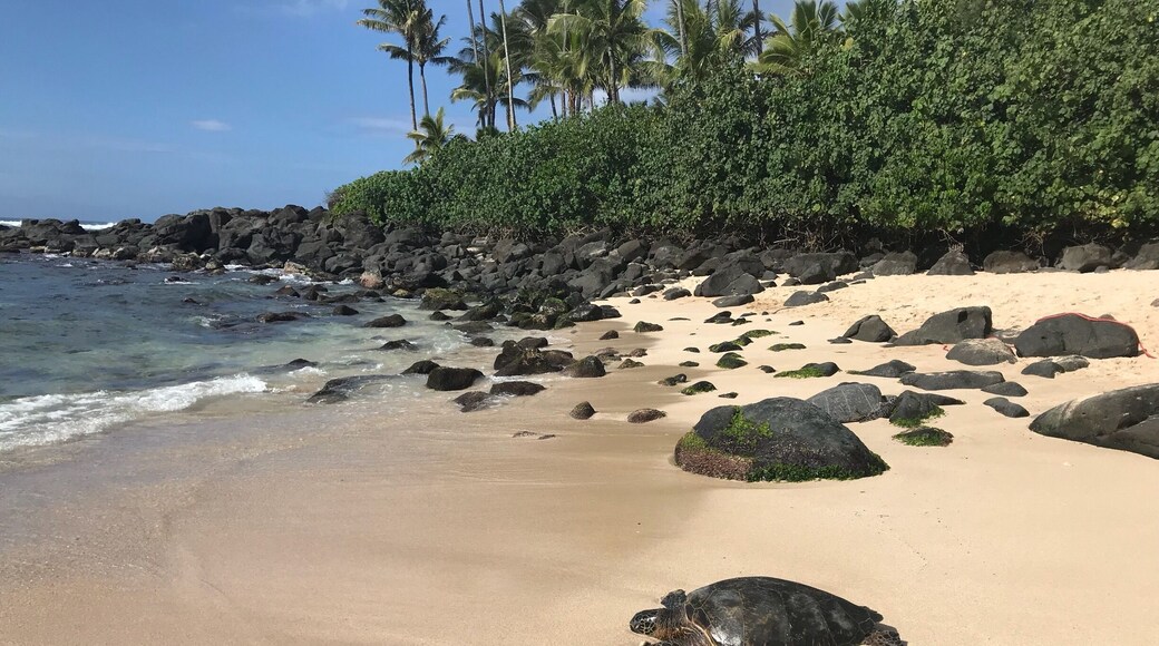 Beautiful place for turtles 🐢🐢🐢