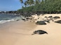 Laniakea Beach