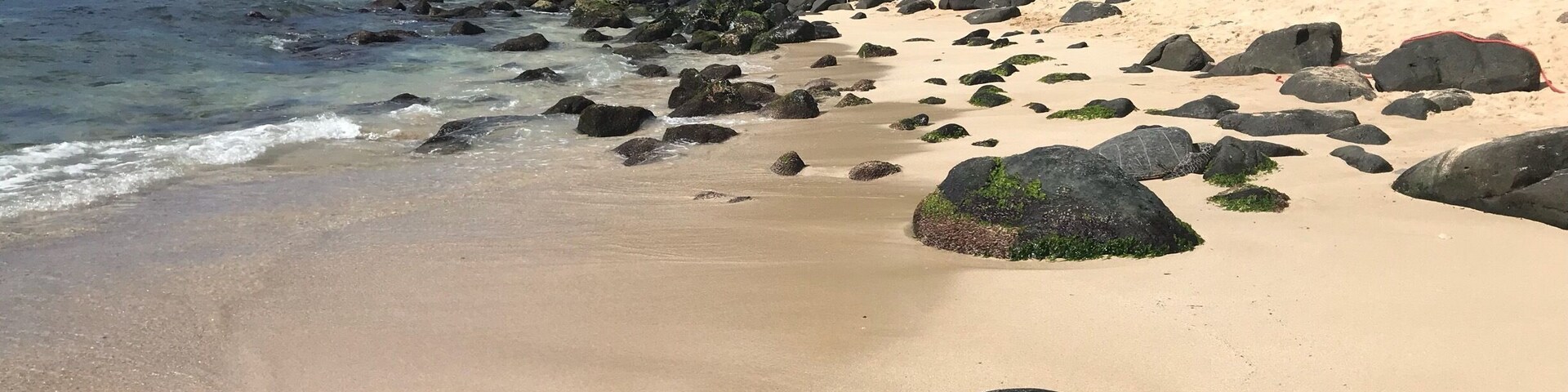 Beautiful place for turtles 🐢🐢🐢