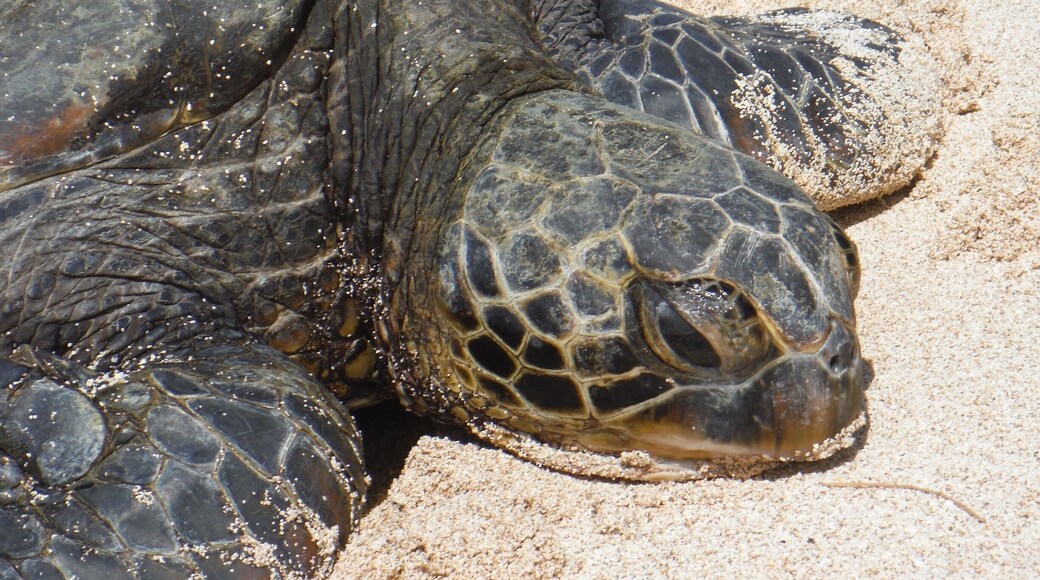 Beautiful private beach on the Turtle Bay Resort property. Take the hiking trails to escape the crowds and enjoy nature for yourself :)