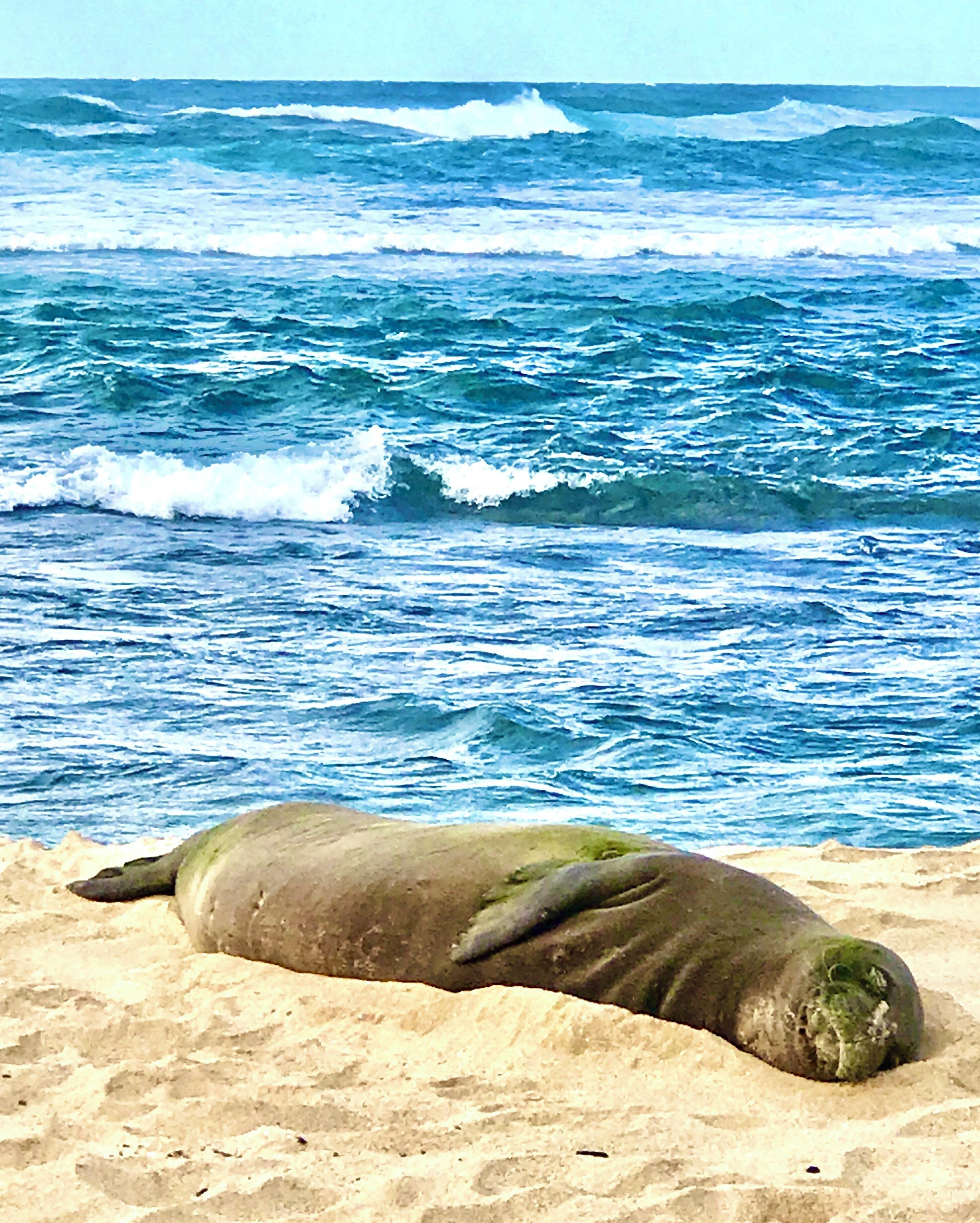 As luck would have it a female Hawaiian monk seal was having her nap on the beach!  (zoom used)  #Oahu #NorthShore #monkseal #turtlebayresort #Hawaii