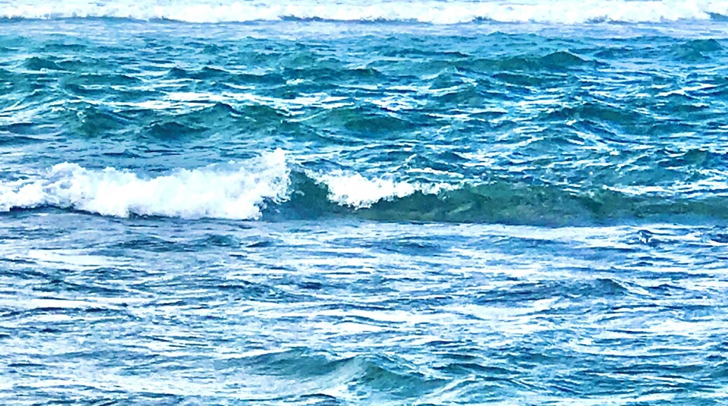As luck would have it a female Hawaiian monk seal was having her nap on the beach! (zoom used) #Oahu #NorthShore #monkseal #turtlebayresort #Hawaii