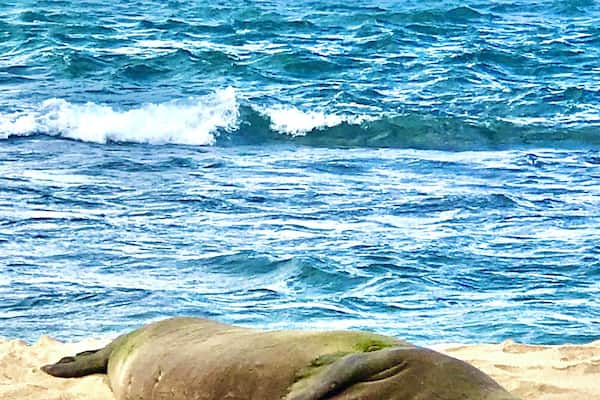 As luck would have it a female Hawaiian monk seal was having her nap on the beach! (zoom used) #Oahu #NorthShore #monkseal #turtlebayresort #Hawaii