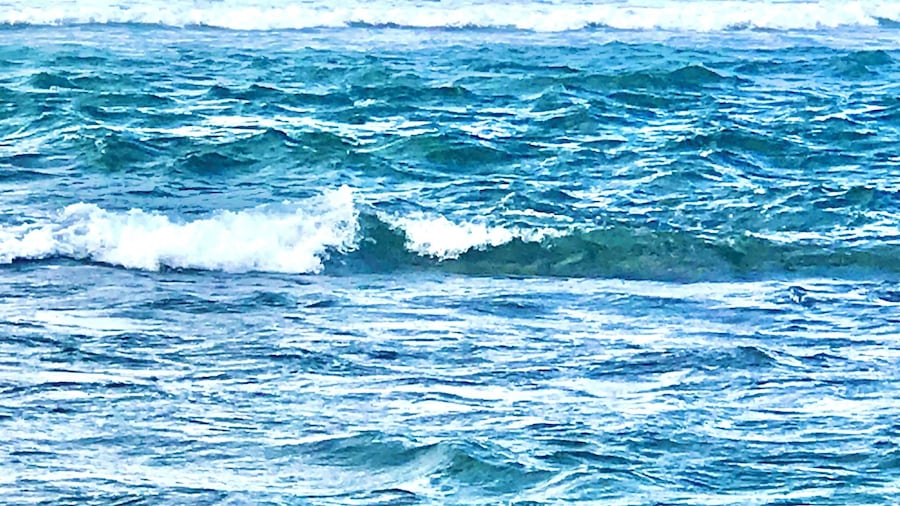 As luck would have it a female Hawaiian monk seal was having her nap on the beach!