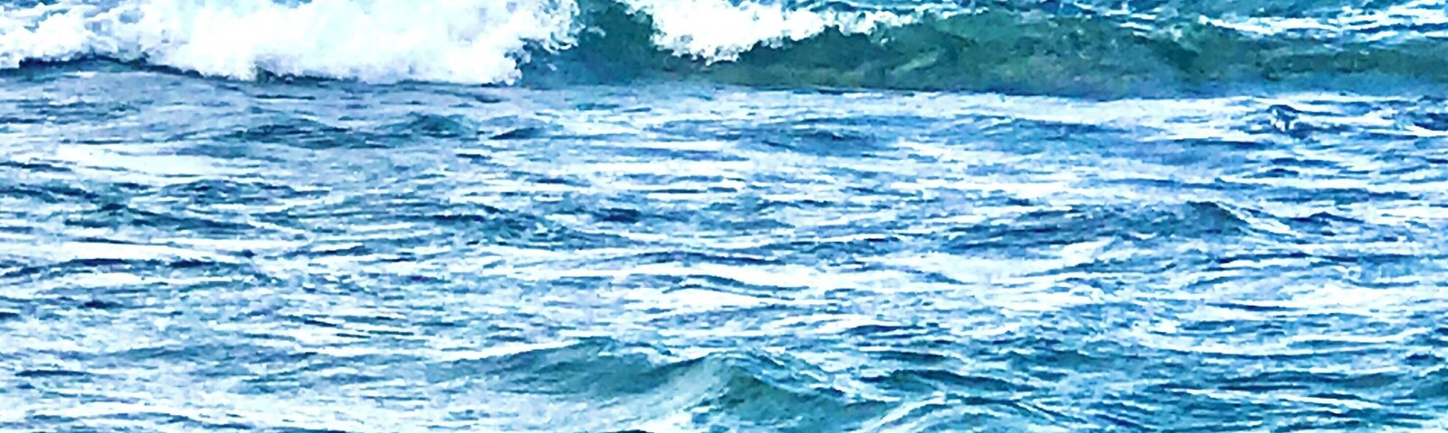 As luck would have it a female Hawaiian monk seal was having her nap on the beach!  (zoom used)  #Oahu #NorthShore #monkseal #turtlebayresort #Hawaii