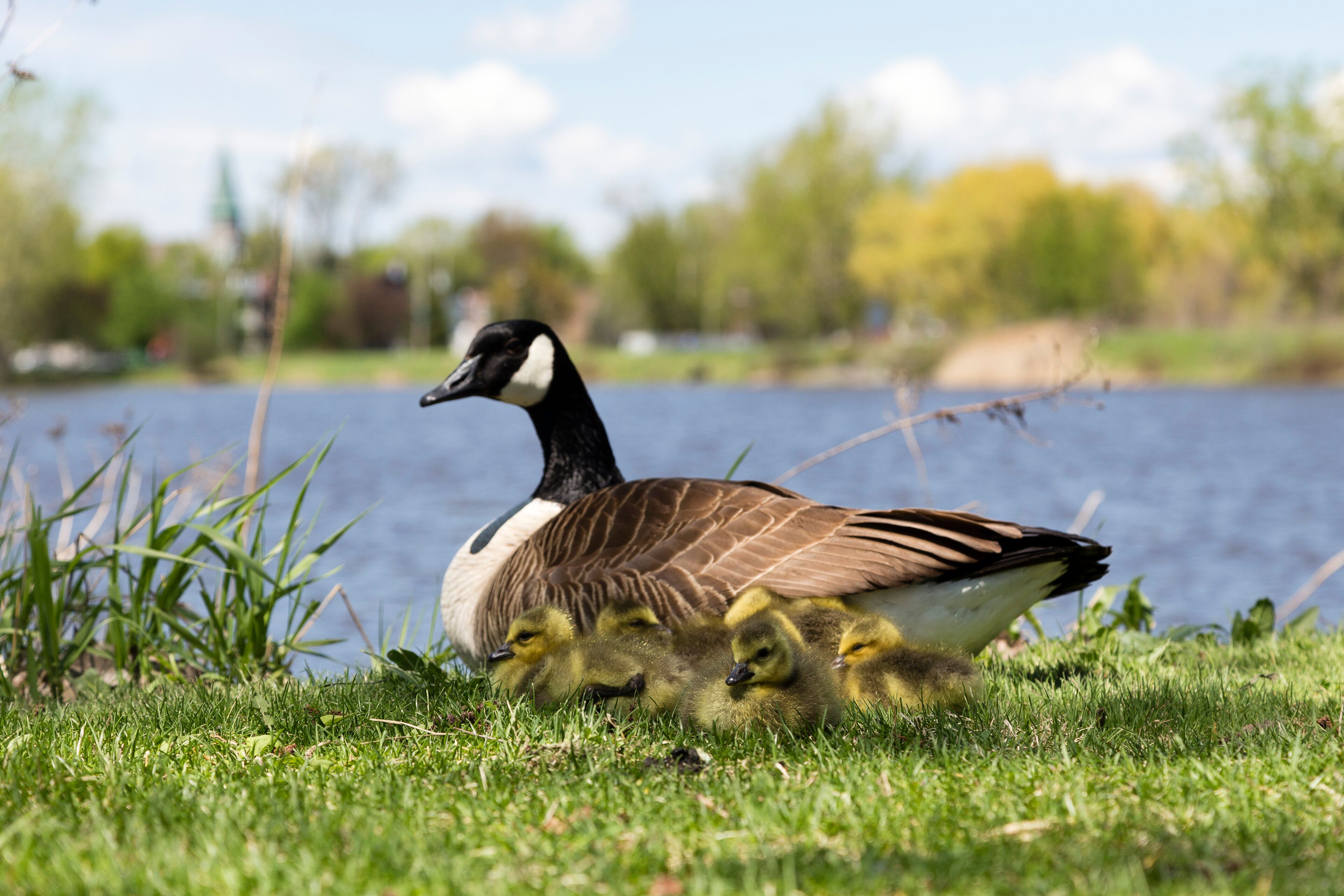 Group of adorable tiny Canada geese newborn chicks huddling against their mother, with the St. Lawrence River and Lachine sector shore in the background, Montreal, Quebec, Canada