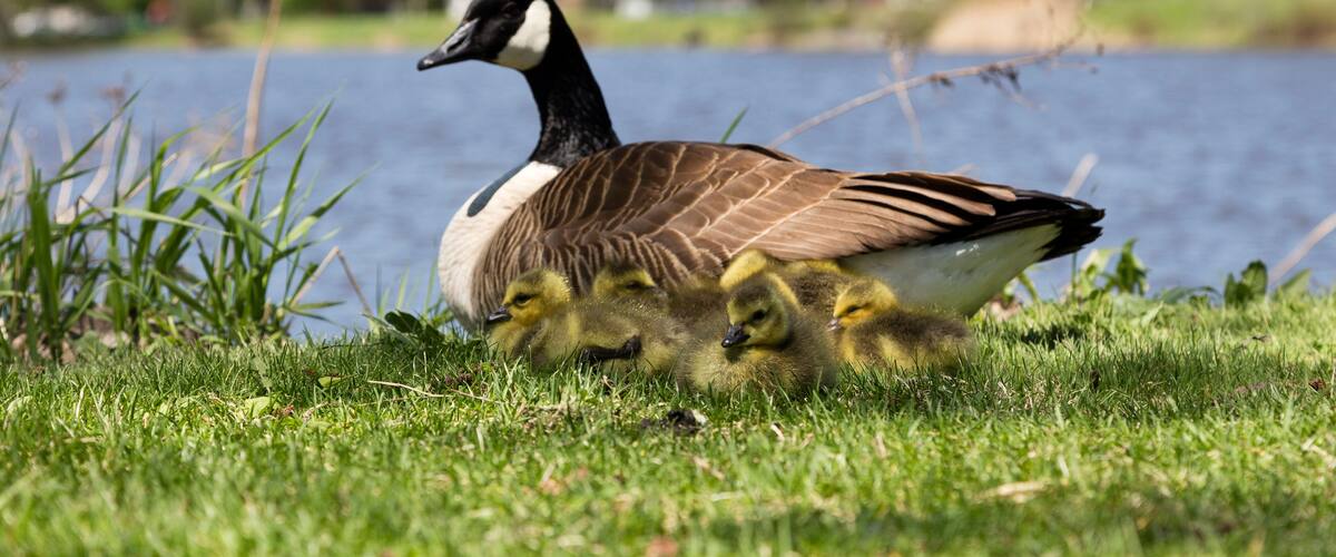 Group of adorable tiny Canada geese newborn chicks huddling against their mother, with the St. Lawrence River and Lachine sector shore in the background, Montreal, Quebec, Canada