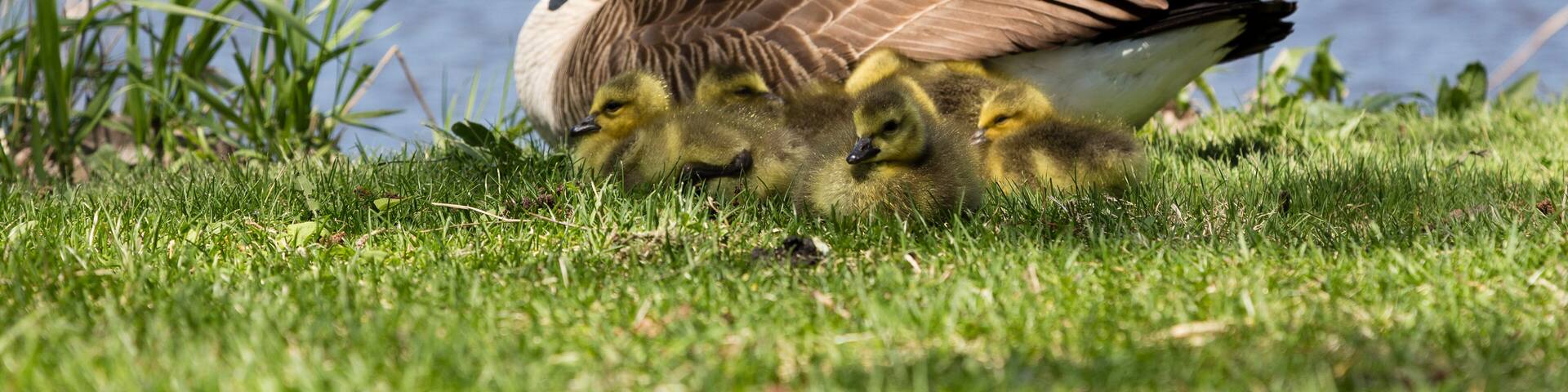 Group of adorable tiny Canada geese newborn chicks huddling against their mother, with the St. Lawrence River and Lachine sector shore in the background, Montreal, Quebec, Canada