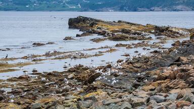 Seagulls and Cormorants are congregating on a tiny reef in Monk Bay, close to Hodderville, along Route 235 on the Bonavista Peninsula in Newfoundland's Eastern region.