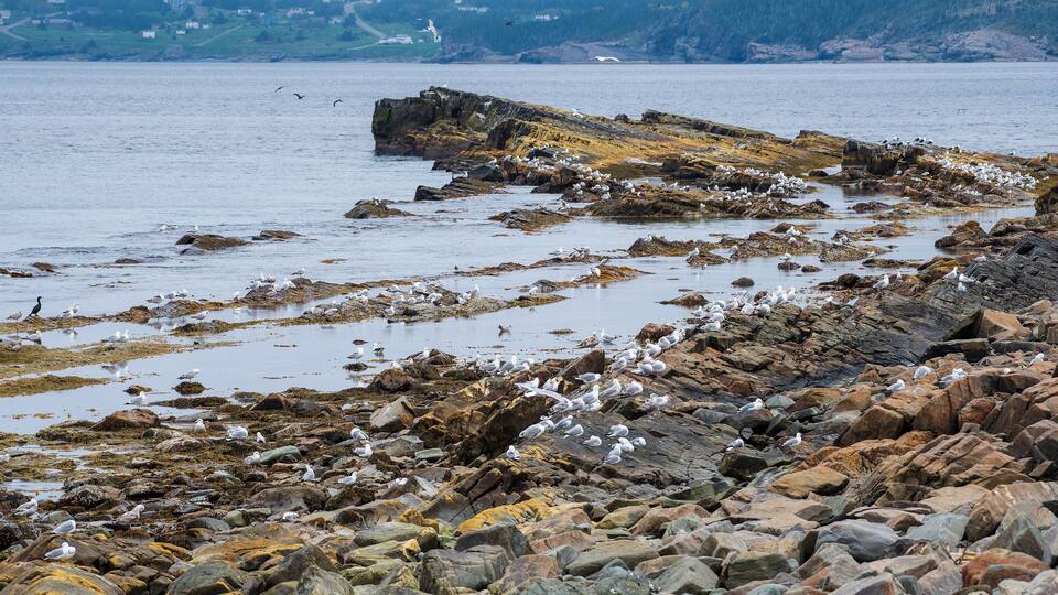 A rocky shoreline with seagulls and a large rock formation extending into the water.