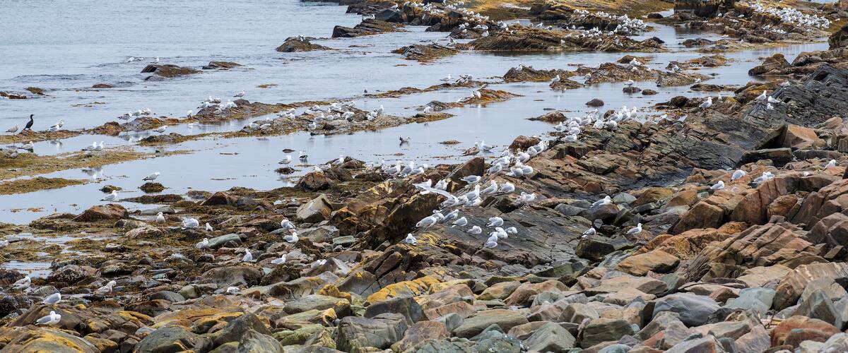 A rocky shoreline with seagulls and a large rock formation extending into the water.