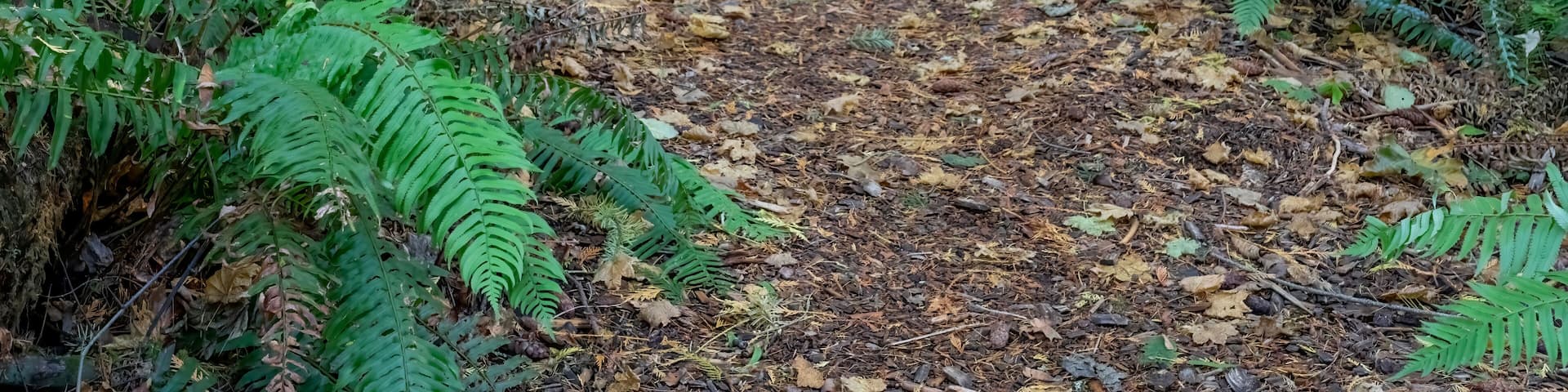 Mirrormont County Park, Issaquah, Washington State, USA. Park path surrounded by western swordfern.