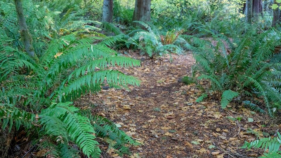 Mirrormont County Park, Issaquah, Washington State, USA. Park path surrounded by western swordfern.