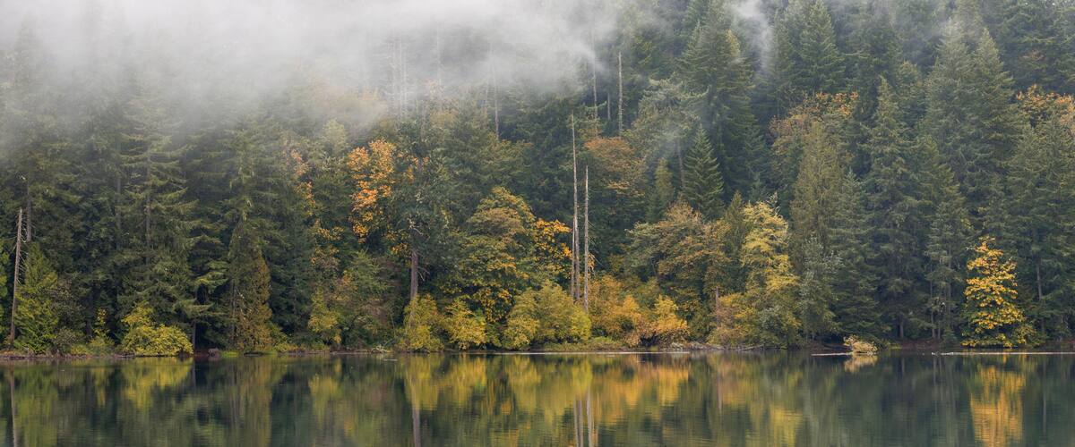 Fall Foliage Peaks Out Through the Evergreen Trees